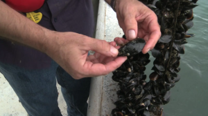 mussel harvesting