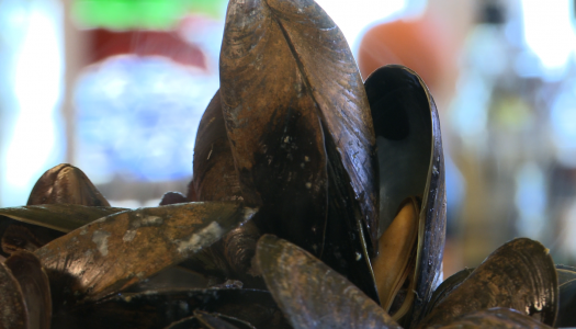 Mussels 101